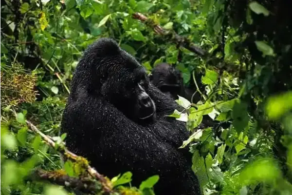 Bwindi Impenetrable National Park gorilla trekking