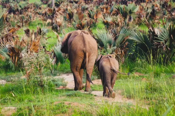 Murchison Falls National Park Nile & game drives
