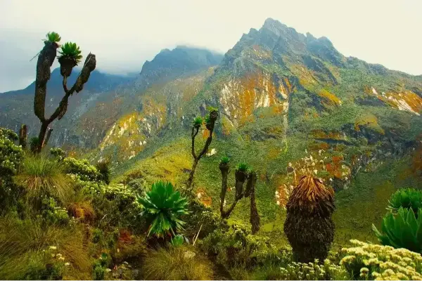 Rwenzori Mountains National Park glaciers and alpine forests