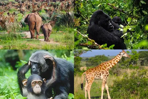 The Ultimate Uganda Prime Safari