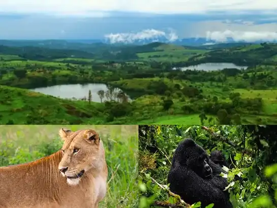 Luxury Honeymoon Safari in Uganda